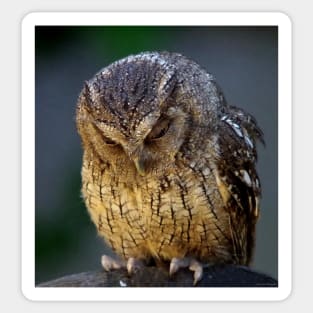 sulking owl Sticker